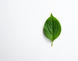 green leaf on a white background
