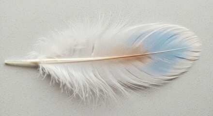 Delicate Single Feather with Light Blue and Brown Accents on a Textured Surface