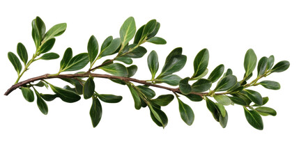 Green boxwood branch. isolated on transparent background.