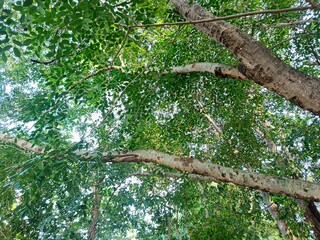 Fototapeta premium Green Tree Branches with Leaves in Nature Background