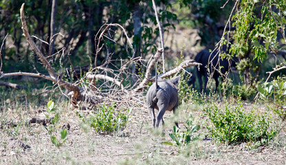 Warthogs in the Okavango delta