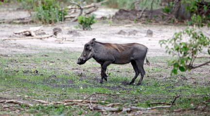 Warthogs in the Okavango delta
