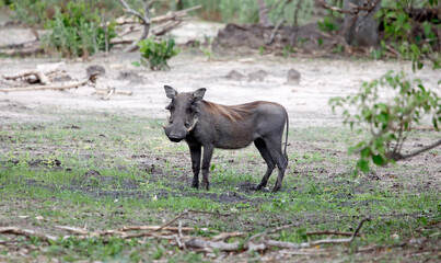 Warthogs in the Okavango delta