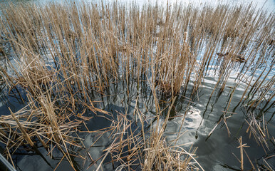 Fototapeta premium A colony of Great-crested grebe (Podiceps cristatus) among the reeds.