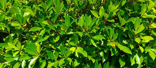 Fresh Green Leaves in Natural Sunlight