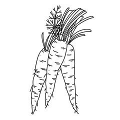 Carrot vector line art illustration with leaves isolated on white background