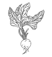 Beetroot vector line art illustration with leaves isolated on white background