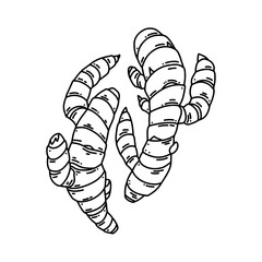 Turmeric vector line art illustration of rhizome isolated on white background