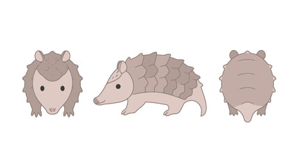 Three vector illustrations of a cute pangolin, showing front, side, and back views in a simple graphic style on a white background