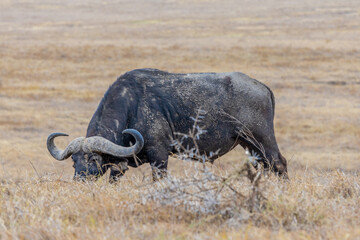 Obraz premium in Africa savanna on dry grass at safari game drive. Wild nature in African national parks of Kenya and Tanzania. Mammals animals wildlife in African savanna bush Ngorongoro and Tarangire