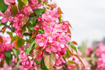 Fresh pink flowers of a blossoming apple tree with blured background