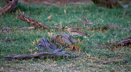 Water thick knee foraging for food