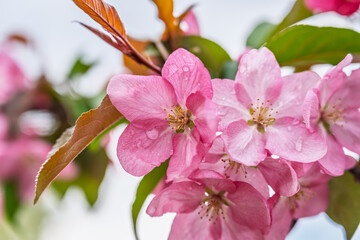 Fresh pink flowers of a blossoming apple tree with blured background