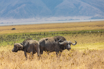 Obraz premium in Africa savanna on dry grass at safari game drive. Wild nature in African national parks of Kenya and Tanzania. Mammals animals wildlife in African savanna bush Ngorongoro and Tarangire