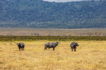  in Africa savanna on dry grass at safari game drive. Wild nature in African national parks of Kenya and Tanzania. Mammals animals wildlife in African savanna bush Ngorongoro and Tarangire