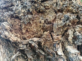 Rough Tree Bark Texture Close Up