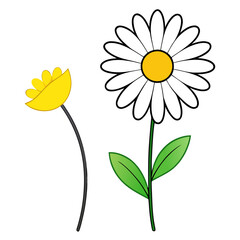  shasta daisy yellow flower vector line art on white