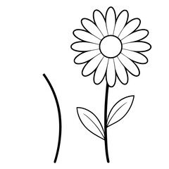 line art shasta daisy yellow vector illustration on white