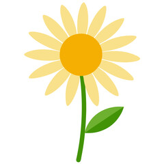 shasta daisy yellow flower on white on white