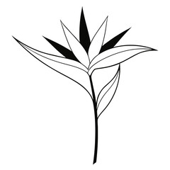 line art strelitzia-bird of paradise vector illustration on white