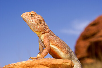 Lizard on a rock, close-up of Slater's Ring-tailed Dragon (Ctenophorus slateri), Red Centre of...
