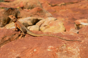 Lizard on a rock, Slater's Ring-tailed Dragon (Ctenophorus slateri), Red Centre of Australia, Northern Territory