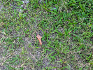 Grassy soil surface with dry leaf