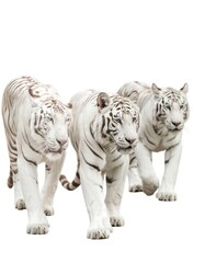 Three white tigers walking in a row against white background
