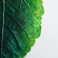 Close-up view of a vibrant green leaf, showcasing intricate vein patterns and delicate textures.