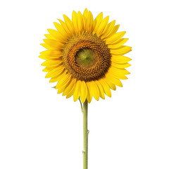 Bright yellow sunflower with green stem isolated on transparent background
