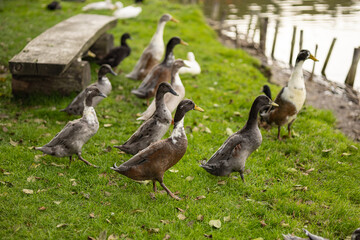 Group of Indian runner ducks walking on green grass near pond on sunny day. Waterfowl birds, natural behavior, outdoor wildlife, animal beauty, ecological balance and environment
