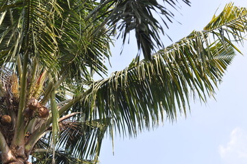 A palm tree with a long green leafy branch. The sky is clear and blue. The palm tree is in a...