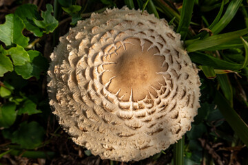 Trosa, Sweden A chlorophyllum brunneum mushroom on the forest floor.