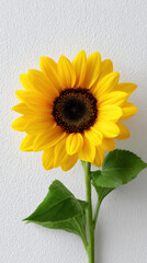 Single yellow sunflower white background closeup botanical vibrant natural minimal fresh isolated flora. Cheerful bloom with golden petals, dark center, green stem, and leaves, clean studio look