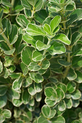 Euonymus japonica Pseudolaurus plant shrub green leaves flora nature