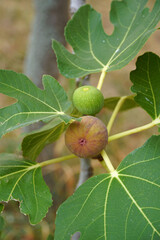 Obraz premium Fig fruits wine berries fig tree common fig subtropical deciduous plant branches leaves nature flora