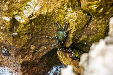 A Mediterranean shore crab, scientifically known as Pachygrapsus marmoratus, clings to a rocky coast. Ideal for educational, nature, or marine wildlife themes and articles.