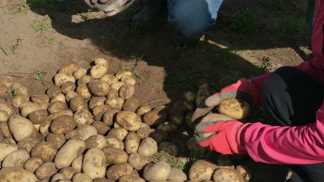 Two unrecognisable farmers sort potatoes after harvesting. Gardening, agriculture and horticulture
