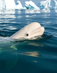 Fototapeta premium White whale surfacing, arctic icebergs in background