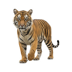 Obraz premium a majestic Sumatran tiger (Panthera tigris sondaica) walking directly towards the viewer, isolated against a pristine white background.