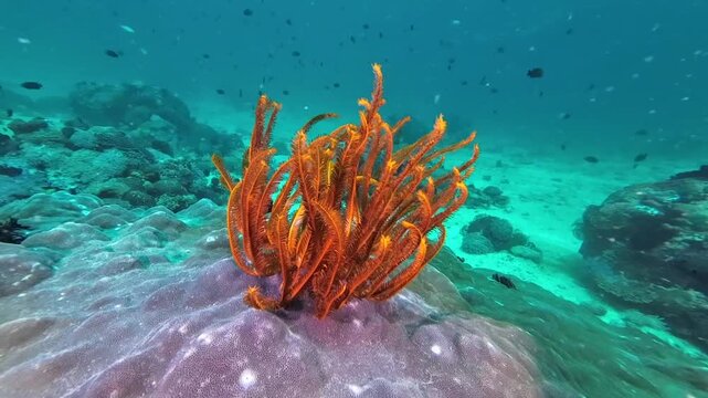A sea lily on top of a coral underwater. View of a sea lily on a coral reef in the clear transparent water of a tropical sea.