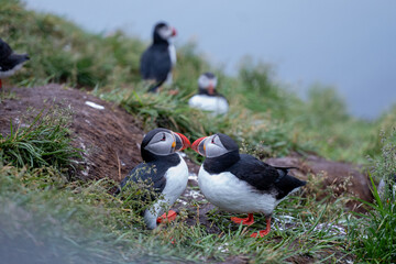 Puffins Gathering on Rocky Icelandic Cliff
