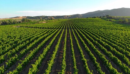 Aerial View of Vineyard Rows at Golden Hour