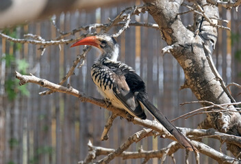 Red-billed hornbill (lat.- Tockus erythrorhynchus)