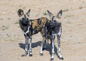 African wild dog (lat.- Lycaon pictus) in the Midbarium