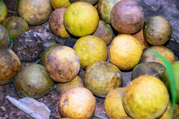 Pile of Overripe and Rotten Citrus Fruits on the Ground, Overripe and Rotten Limes on the Ground
