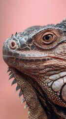 Fototapeta premium Close-up view of a detailed iguana showcasing its textured skin and expressive eye against a soft pink background in natural light