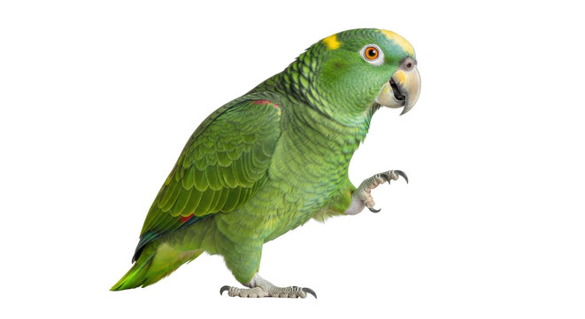 An adult Yellow-naped Amazon parrot with vibrant green plumage, yellow nape, orange eyes, raised leg, open beak, isolated on a white studio background with copy space, concept of exotic bird majesty