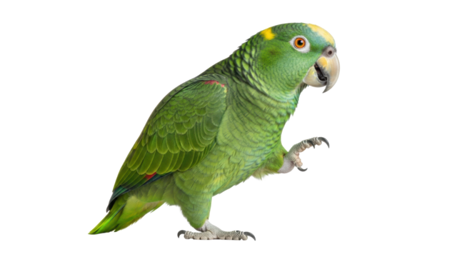 An adult Yellow-naped Amazon parrot with vibrant green plumage, yellow nape, orange eyes, raised leg, open beak, isolated on a white studio background with copy space, concept of exotic bird majesty