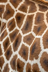 Obraz premium giraffe skin texture pattern background